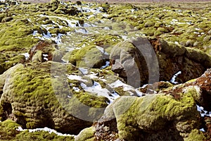 Moss fields in Iceland