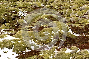 Moss fields in Iceland