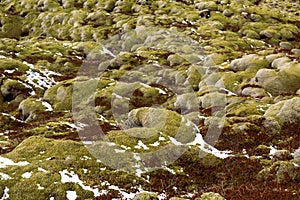 Moss fields in Iceland