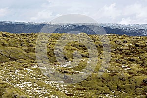 Moss fields in Iceland