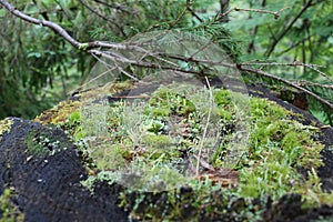 Moss in the forest of European Russia