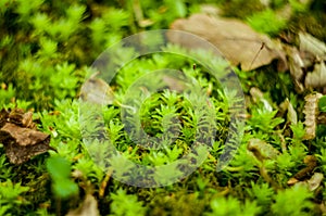 Moss on the forest floor,forest litter,Bryophyta, sensu lato