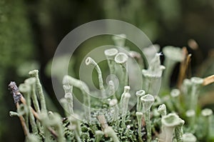 Moss forest litter macro, fantastic plants