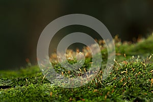 Moss in forest