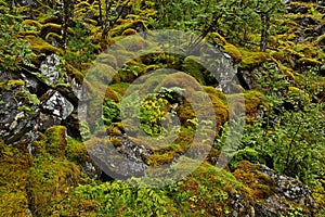 Moss in the forest at the scenic route Ryfylke in Norway