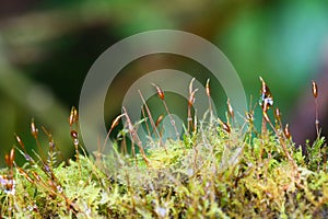 Moss in forest, Thailand