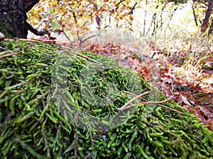 Moss in the forest on a tree. Green forest cover, natural compass. Bryophytes in the forest