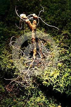 Moss and fresh wild ginseng