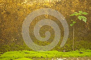 Moss in front of the wall