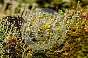 Moss fungus macro background slime