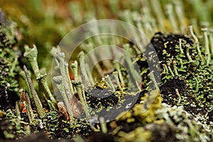 Moss fungus macro background slime