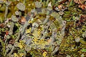 Moss fungus macro background slime