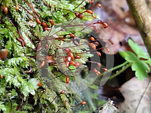 Moss gametophyte in forest