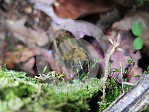 Moss gametophyte and sporophyte