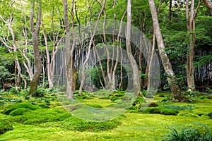 Moss garden view in Arashiyama, Kyoto