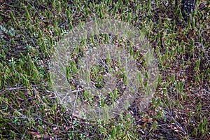 Moss glade in the forest. Beautiful Karelian nature. Space for text. Background