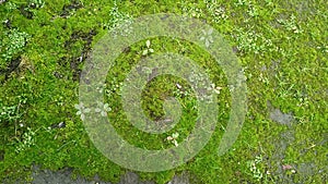 The moss and grass that grow rarely, close up