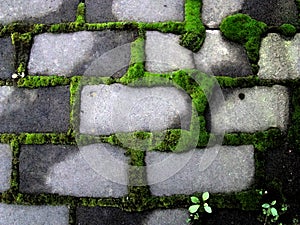 Moss green accumulates around the grey bricks.