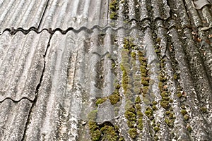 Moss and green algae on the roof tiles