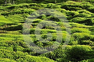 Moss green background.