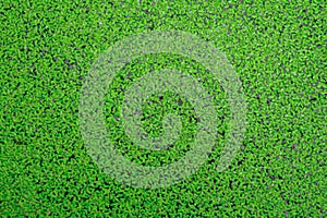 Moss green background