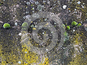 Moss green grass and lichen grows on stone rock with photo