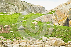 Moss and green grass on a rock face. Relief and texture of stone with patterns and moss. Stone natural background. Stone with Moss