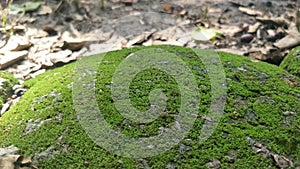 Moss green on Rock.Stone with Green mos. Green mos background.