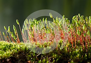Moss with green spore capsules on red stalks