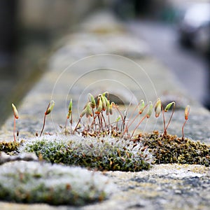 Moss green spore capsules on red stalks on sandstone wall