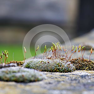 Moss green spore capsules on red stalks on sandstone wall