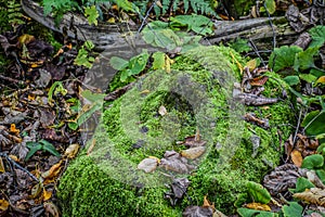 Moss on Ground at Cherney Maribel Caves County Park