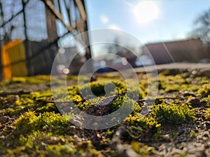 Moss on the ground during earlyspring