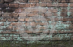 Moss grow on old brick wall