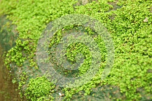 moss grow on rock in forest at Jetkod-Pongkonsao travel location in Thailand photo