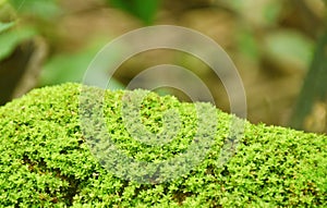 moss grow on rock in forest at Jetkod-Pongkonsao travel location in Thailand photo