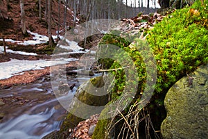 Moss grow on stone on a bank of river Pylypets, Carpathian Mountains in Transcarpathia down Gemba mountain, early spring evening