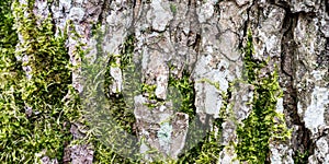 Moss growing on bark of tree trunk