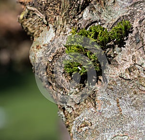 Moss growing on the bark of a Willow tree.