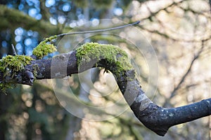 Moss Growing on bent tree branch in Goldstream Park