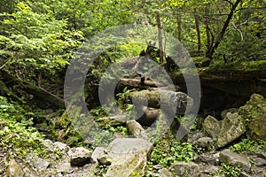 Moss growing in big fallen tree. tree trunk with moss
