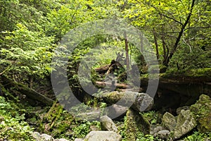Moss growing in big fallen tree. tree trunk with moss