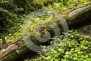 Moss growing in big fallen tree. tree trunk with moss