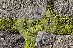 Moss growing on cobble stones