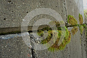 Moss Growing On Concrete