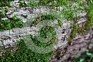 Moss Growing on Dead Tree Trunk