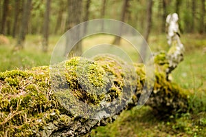 Moss growing on a fallen tree