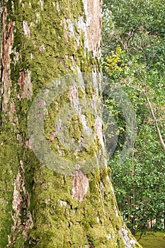 Moss growing on a large tree trunk