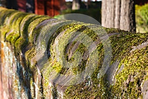 Moss growing on an old brick garden wall.