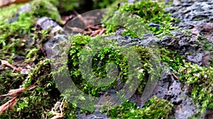 Moss growing over the rocks